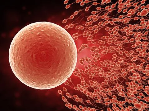 Sperm with ovum Stock Photos