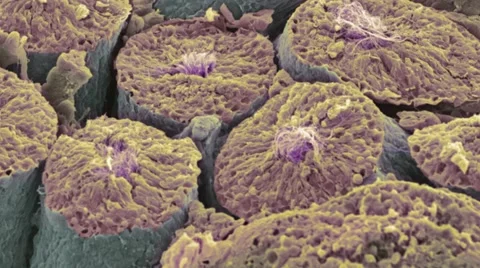 Sperm production site, SEM Stock Footage 4840185