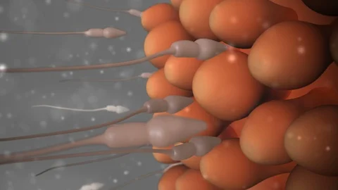 Sperm reach the egg Stock Footage 121511764