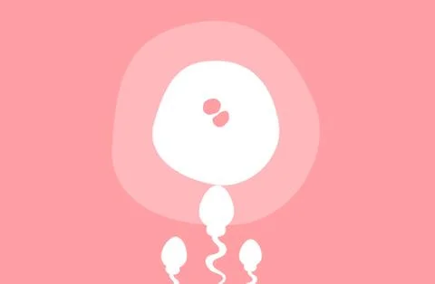 Sperm Reach The Egg Stock Illustration