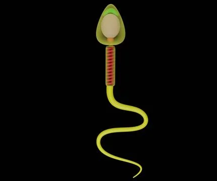 Sperm shape morphology 3d rendering Stock Illustration