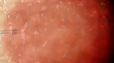 Sperm. Spermatozoon inside human egg cell. Realistic 3d animation Stock Footage 56574739
