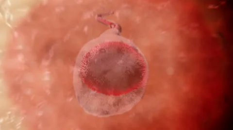 Sperm. Spermatozoon inside human egg cell. Realistic 3d animation Video stock 56574759
