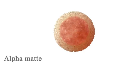 Sperm, spermatozoons around egg, cell isolated on white. Alpha matte included. Stock-Footage 56572472