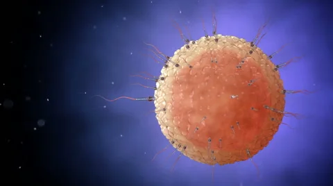 Sperm, spermatozoons swimming around egg cell. Fertilization realistic animation Stock-Footage 56574250