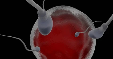 Sperm swimming towards human egg Video stock 125209903