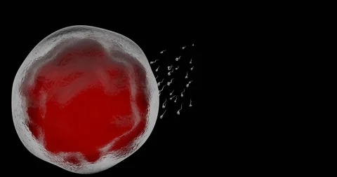 Sperm swimming towards human egg in the womb, 3D rendering on black background. Video stock 125209925
