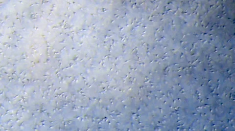 Sperm under microscope 스톡 동영상 45308008