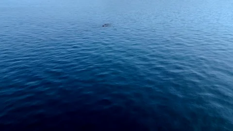 SPERM WHALE 2 Stock Footage 263524876