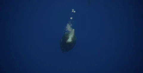 Sperm whale breath making bubbles underwater in Indian Ocean Wild life nature Stock Footage 247342732