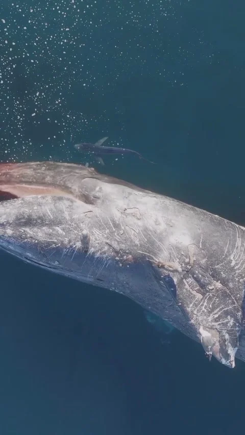 Sperm whale carcass on the surface of the sea 库存影片 329930146