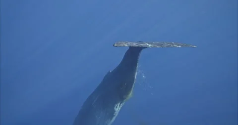 Sperm whale diving in the blue deep water. Underwater shot of giant whale Stock Footage 253526545