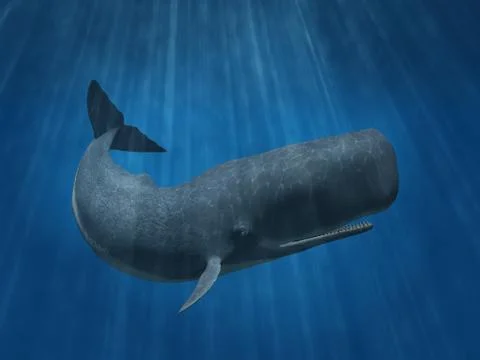 Sperm Whale-fixed Stock Illustration
