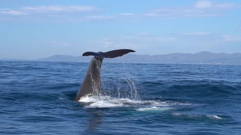 Sperm whale fluke in Kaikoura New Zealand in slowmotion Stock Footage