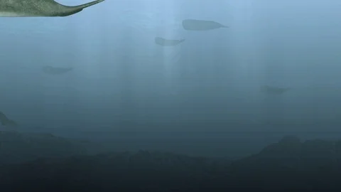 Sperm whale Stock Footage 81296655