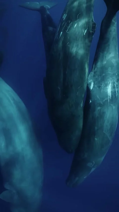 Sperm whale in the ocean Stock Footage 325941986