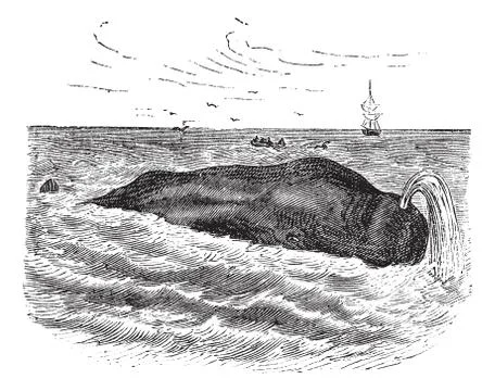 Sperm whale or Physeter macrocephalus, marine, mammal, vintage engraving. Stock-Illustration