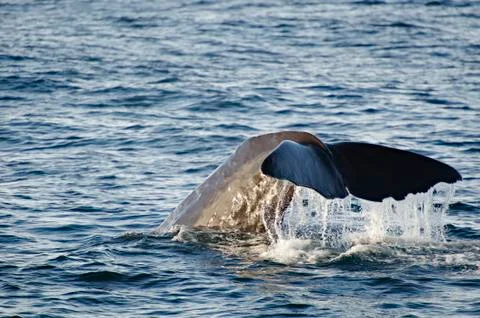 Sperm Whale Stock Photos