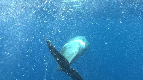 Sperm whale, Physeter macrocephalus - Underwater shot Stock Footage 30453988