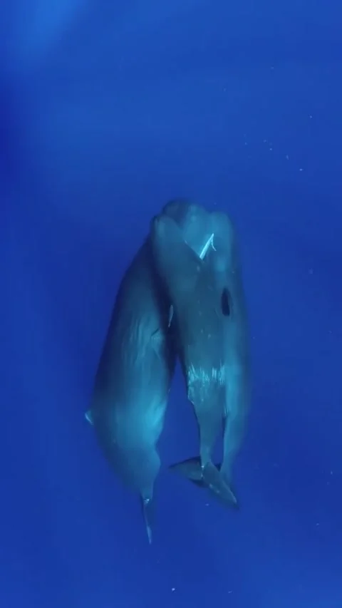 Sperm whale pod in the ocean 스톡 동영상 333398496