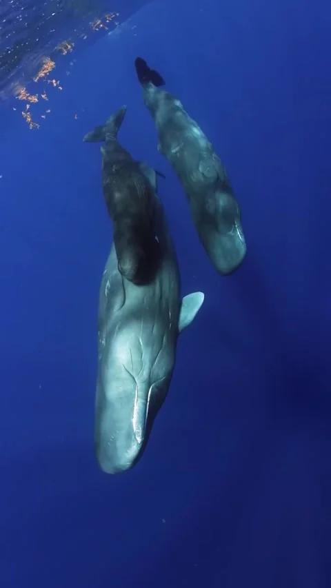 Sperm whale pod in the ocean Stockbeeldmateriaal 333398774