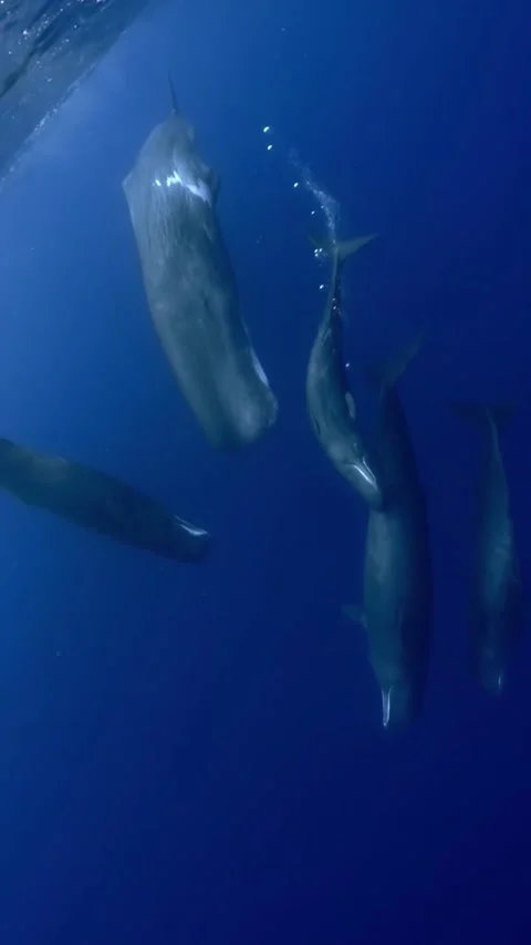 Sperm whale pod in the ocean Stock Footage 333398787
