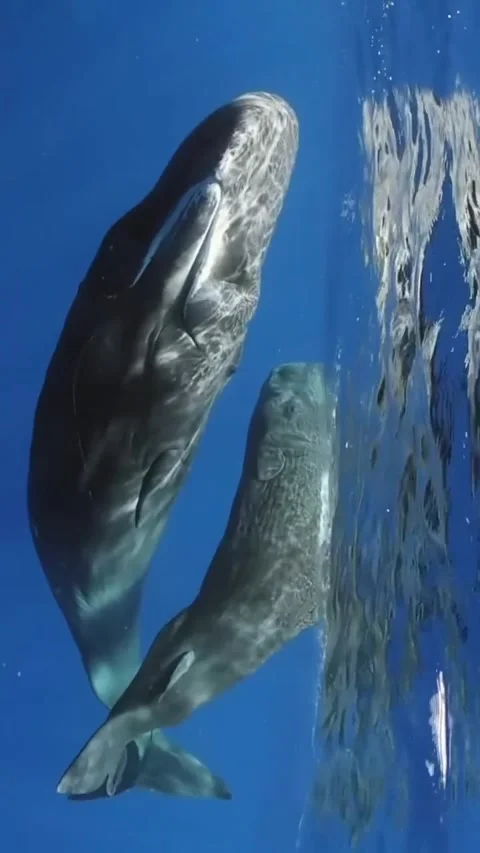 Sperm whale pod in the ocean Stock-Footage 333398830