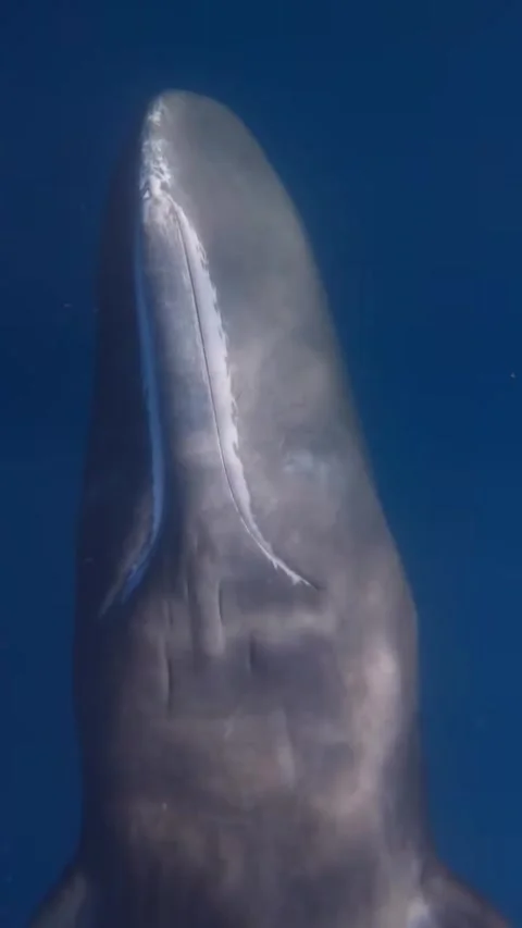 Sperm whale in the sea Stock Footage 318271900