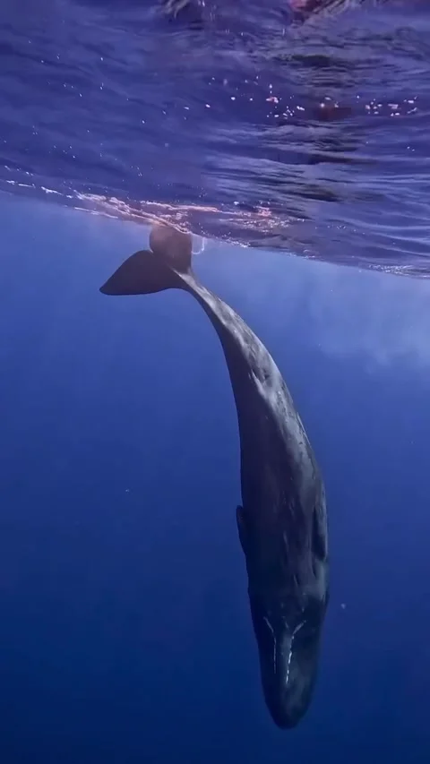 Sperm whale in the sea Stock Footage 319056727