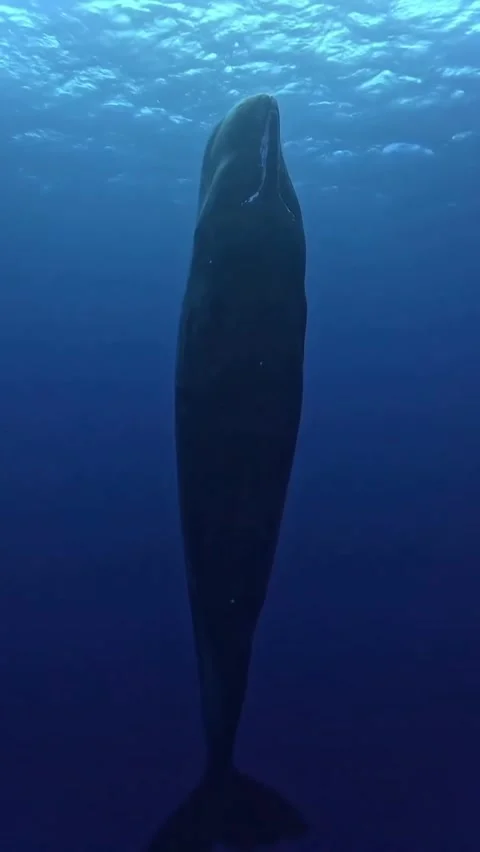 Sperm whale in the sea Stock Footage 319056752
