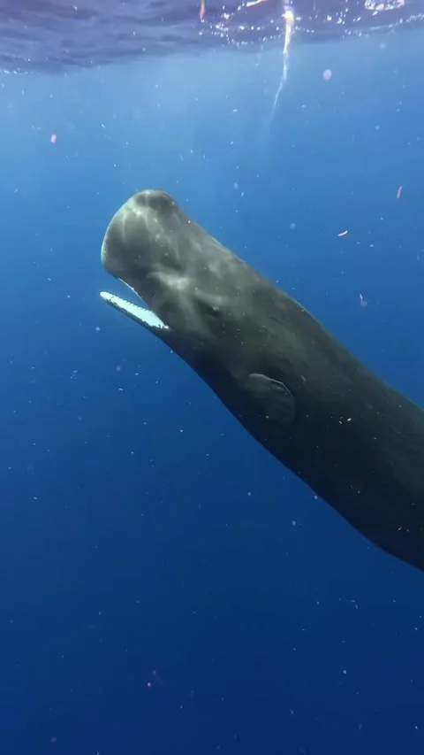 Sperm whale in the sea Stock Footage 319730096