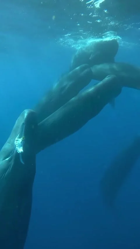 Sperm whale in the sea Stock Footage 321508981