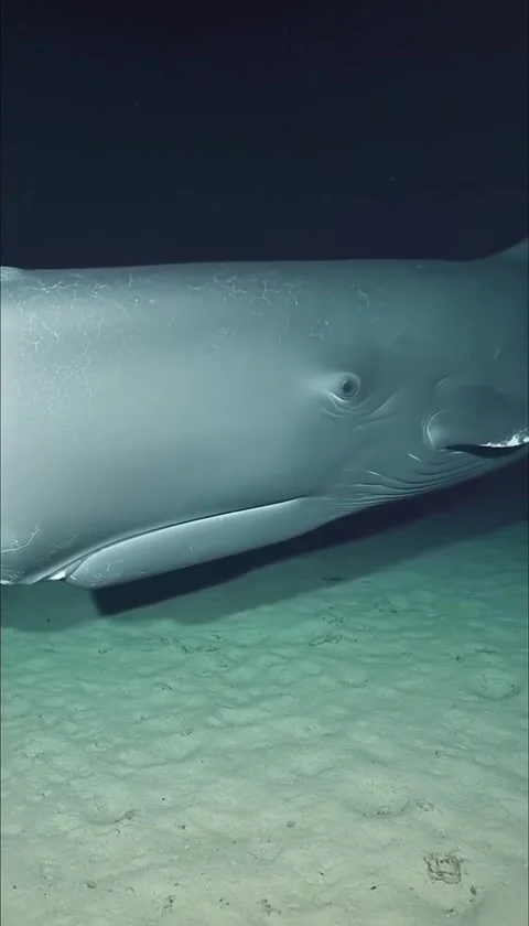 Sperm whale in the sea Stock Footage 328024023