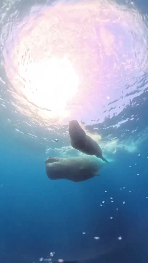 Sperm whale in the sea 库存影片 328528501