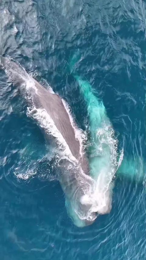 Sperm whale in the sea Stockbeeldmateriaal 332553372