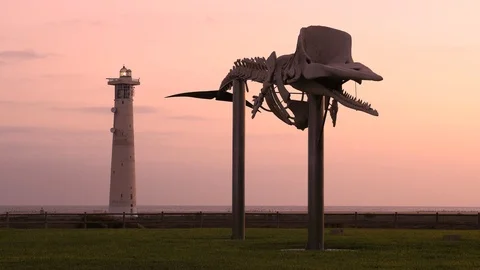 Sperm whale skeleton and lighthouse on the beach of Fuerteventura Video stock 119598998