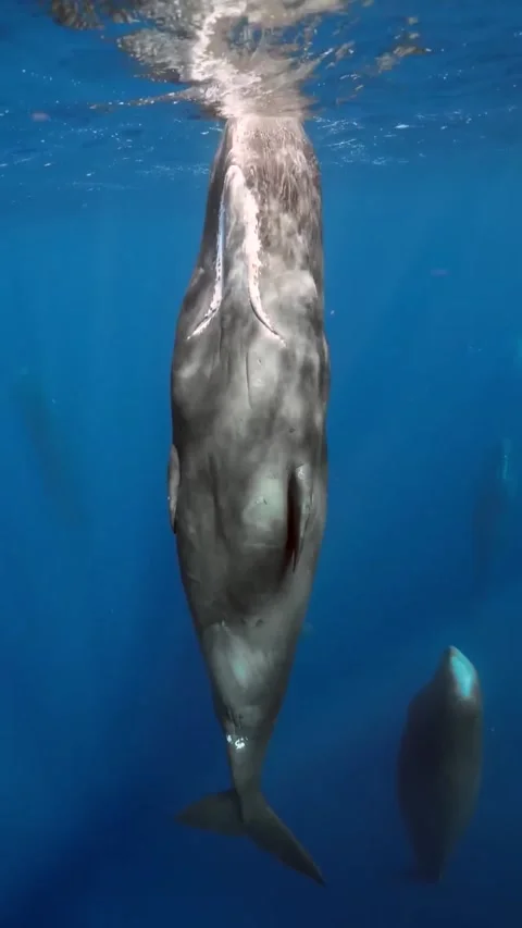 Sperm whale sleeping vertically in the ocean 스톡 동영상 333398567