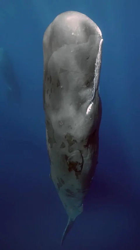 Sperm whale sleeping vertically in the ocean 스톡 동영상 333398652