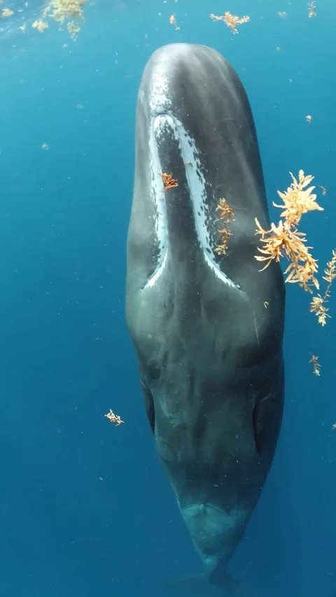 Sperm whale sleeping vertically in the ocean 스톡 동영상 333398737