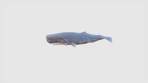 Sperm Whale swim Stock Footage 321354176