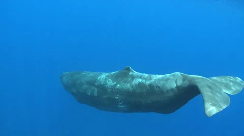 Sperm whale swimming, Physeter macrocephalus - underwater shot Stock Footage 30455635