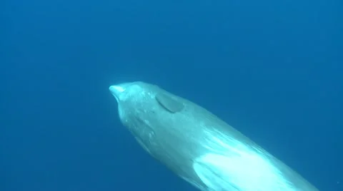 Sperm whale swimming - underwater shot Stock Footage
