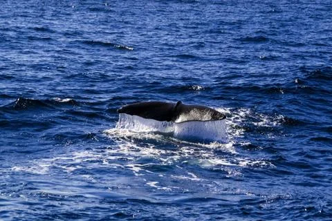 Sperm whale tail before dive Stock Photos
