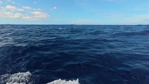 Sperm whale tail fluke emerging from the deep blue ocean water surface Vidéo 340635049