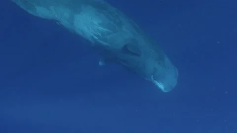 Sperm Whale Underwater Stock Footage 209281615
