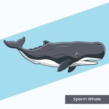 Sperm Whale Vector Illustration - Deep Sea Marine Mammal Cartoon Character .. Stock Illustration