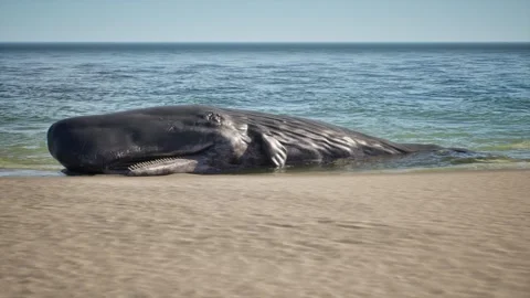 Sperm whale washed ashore Stock Footage 291891162