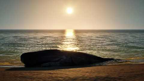Sperm whale washed ashore Stock Footage 292099992
