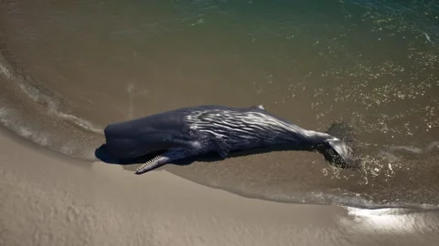 Sperm whale washed ashore Stock Footage 292123774