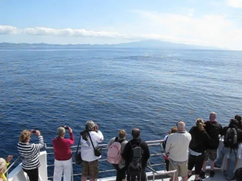 Sperm whale watching Stock Footage